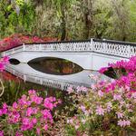 Magnolia Plantation and Gardens