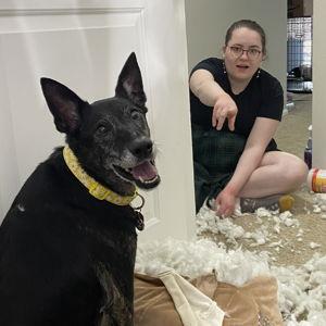 Pet Hotel For Our Honeymoon
