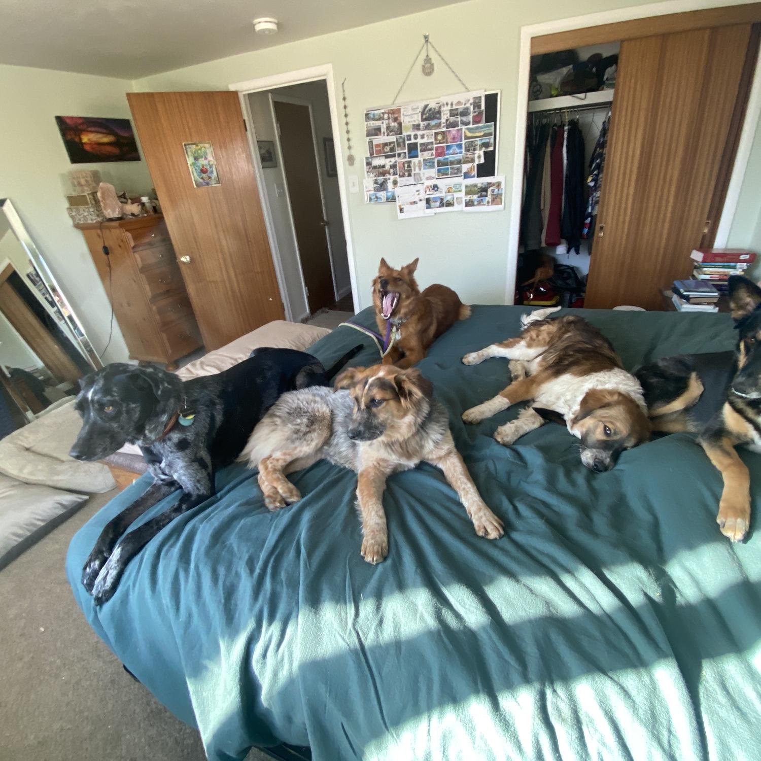 We dog sat 5 dogs at once!