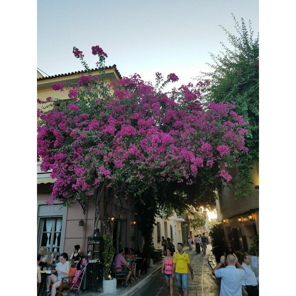 Plaka, Athens