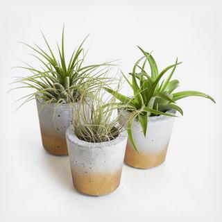 3-Piece Mini Barrel Classic Planter with Air Plant Set