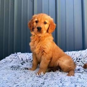 Golden Retriever Puppy