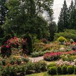 International Rose Test Garden