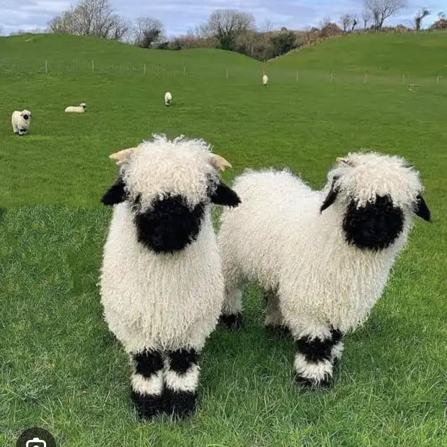 Pair of Valais Sheep