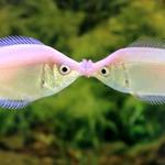 Columbus Zoo and Aquarium