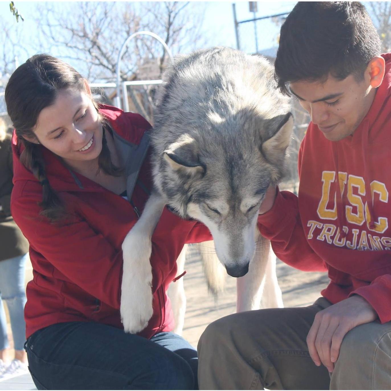 A trip to the wolf sanctuary