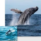Whale & Dolphin Watching