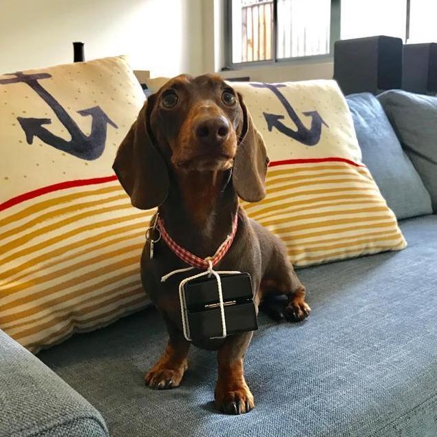 Dashiell assisting with the proposal by delivering the ring (Mar-2019)
