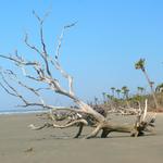 Bull Island