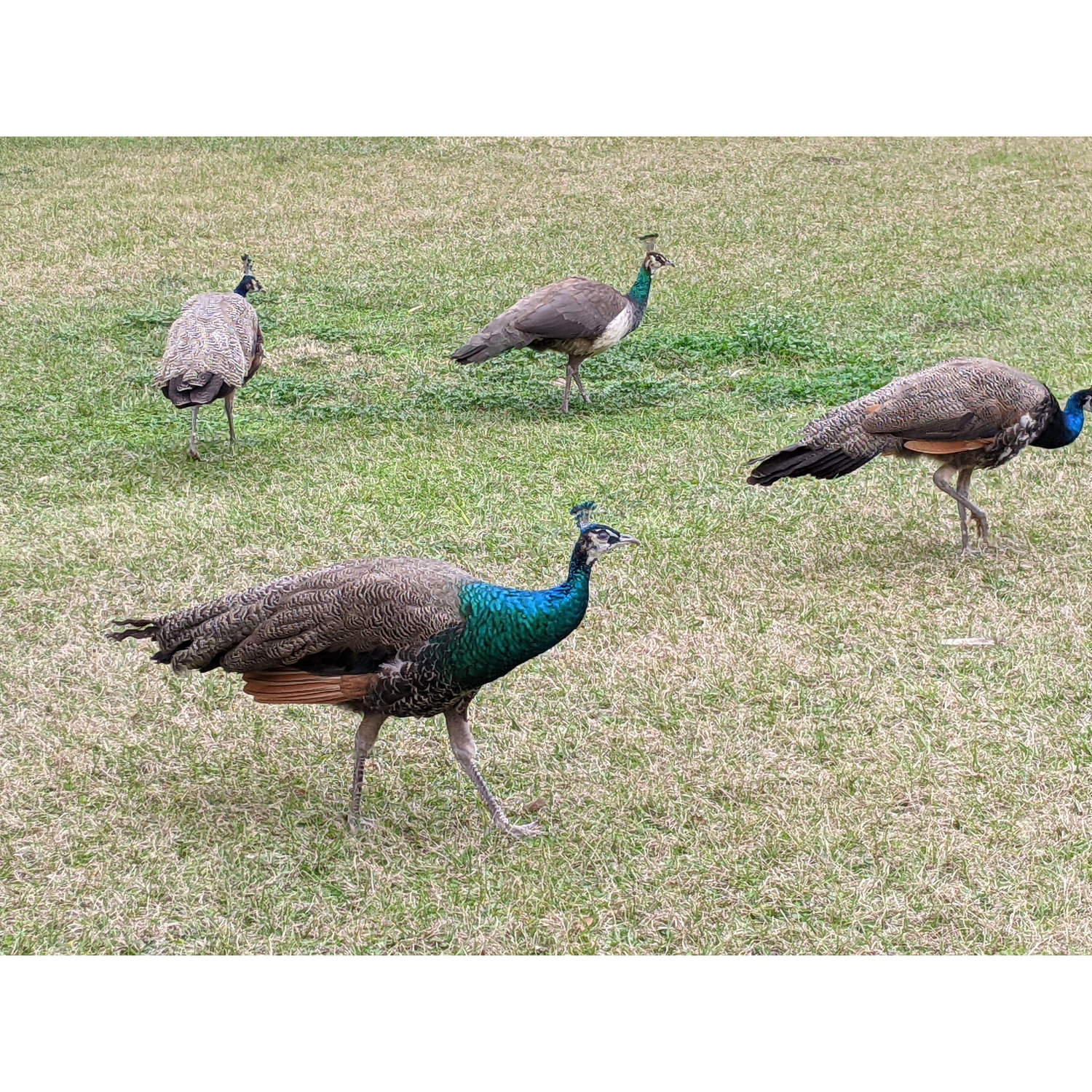 Be wary! These are wild peacocks that live at Kingsley. They are an example (albeit an unusual one) of some of the wildlife you may see! Anoles, gopher turtles, and armadillos also live here.