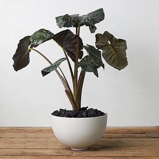 Fiber Round Bowl Planter