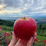 Carter Mountain Orchard