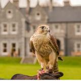 Falconry, Mount Falcon