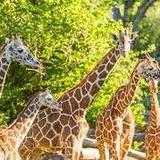 Fort Worth Zoo