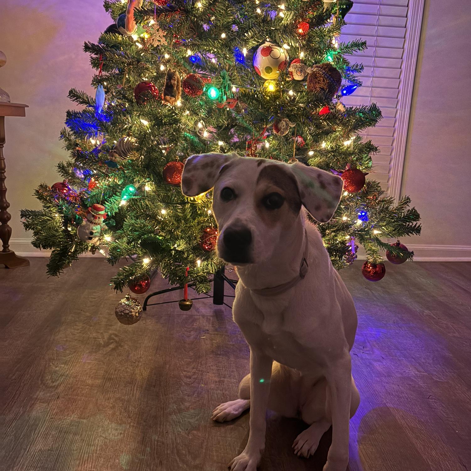 Dixie