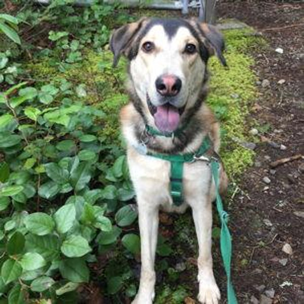 Donation to Kitsap Humane Society