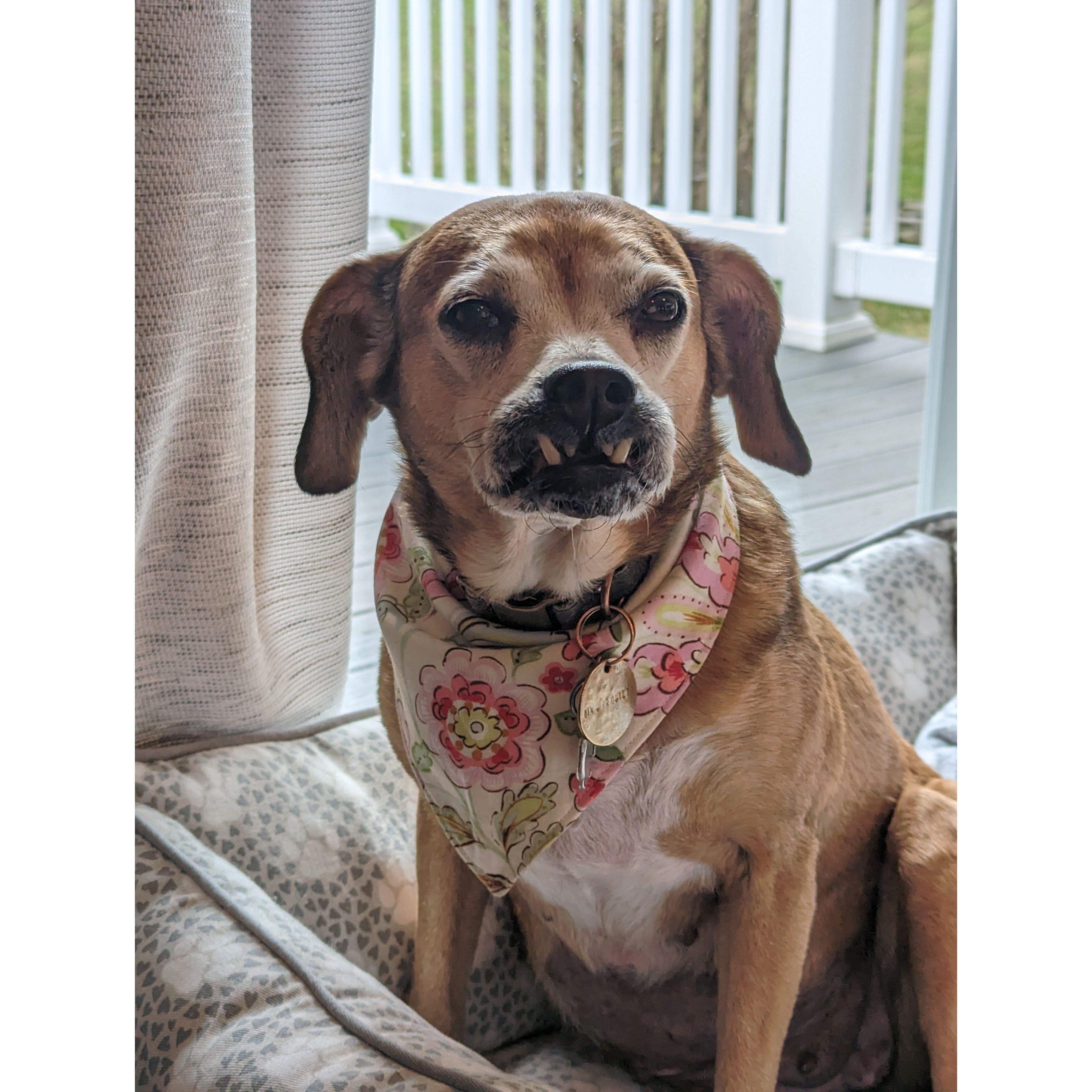 Our baby girl, Rosie Dog