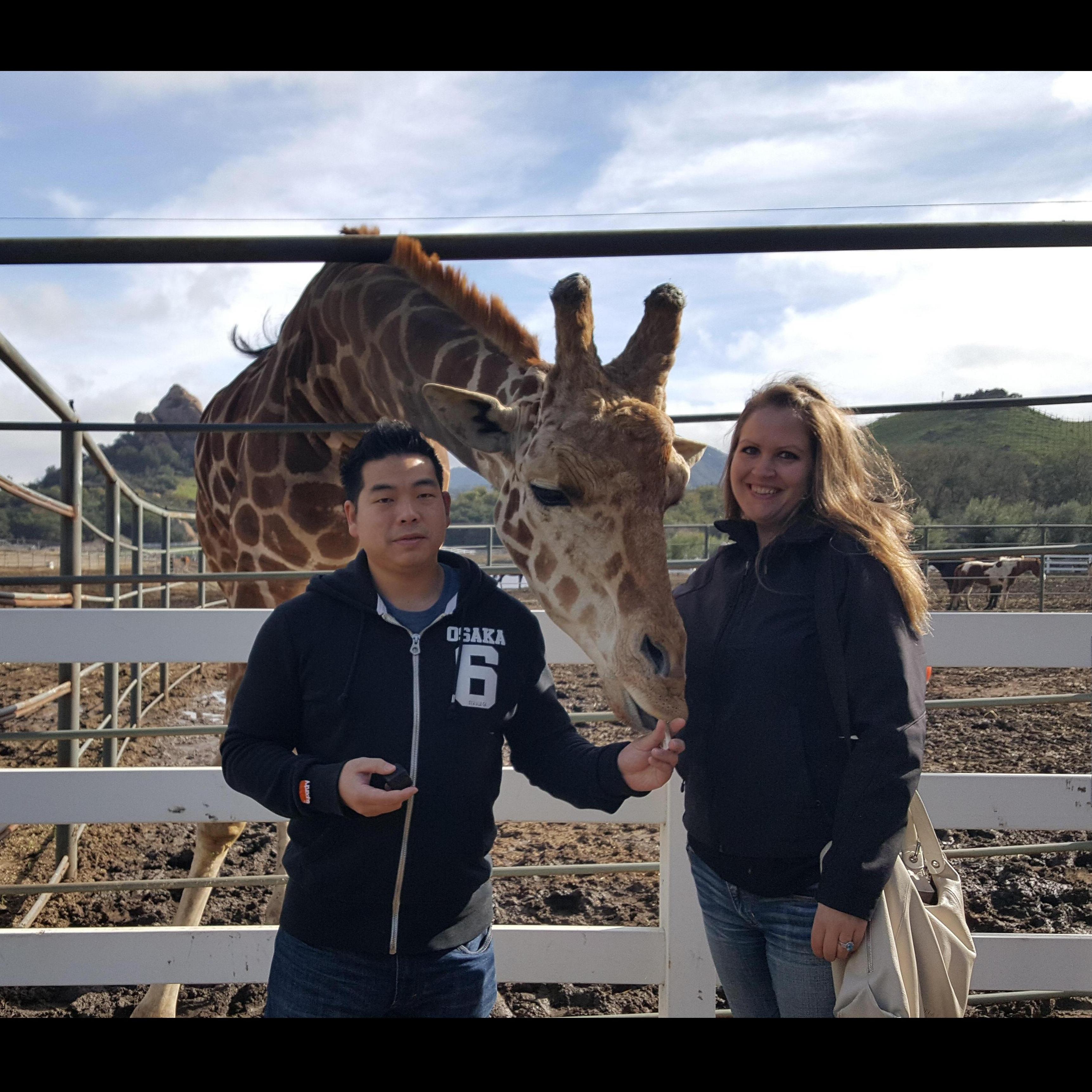 Stanley the Giraffe