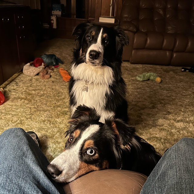 Dog Food Fund