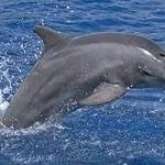 Destin Dolphin Cruises