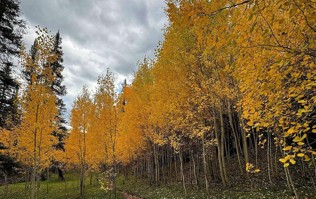 The Wedding Website of Shannon Mullane and Charlie Henry