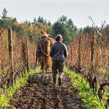 Wineries & Breweries