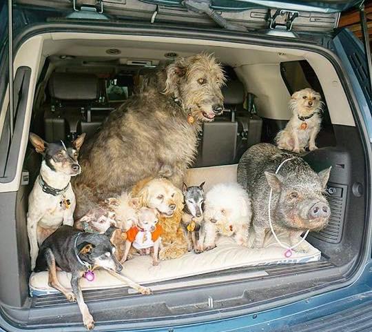 Adopt a Pig or Pup Critter Fund