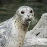 Oregon Zoo