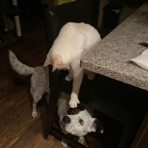 Dog & Cat Reconciliation Fund
