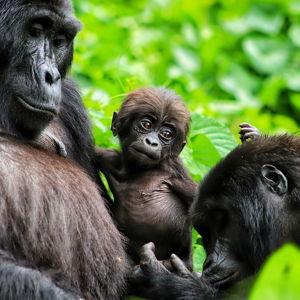 Gorilla Trekking in Rwanda (Venmo Option)