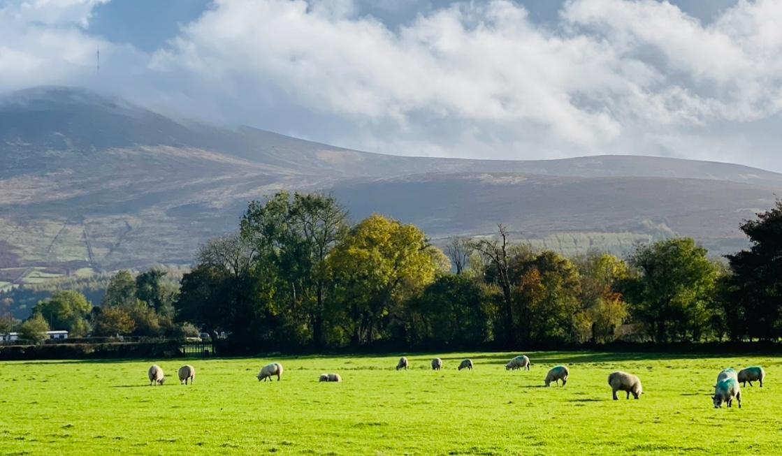 The Wedding Website of Séamus Rowe and Monique Rowe