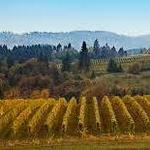 Wine Tasting in the Willamette Valley