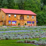 Peace Valley Lavender Farm