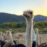 Ostrichland USA