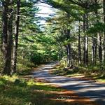 Myles Standish State Forest