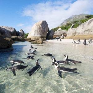 Penguin Fund at Boulders Beach