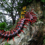 1. Centipede Temple 蜈蚣山