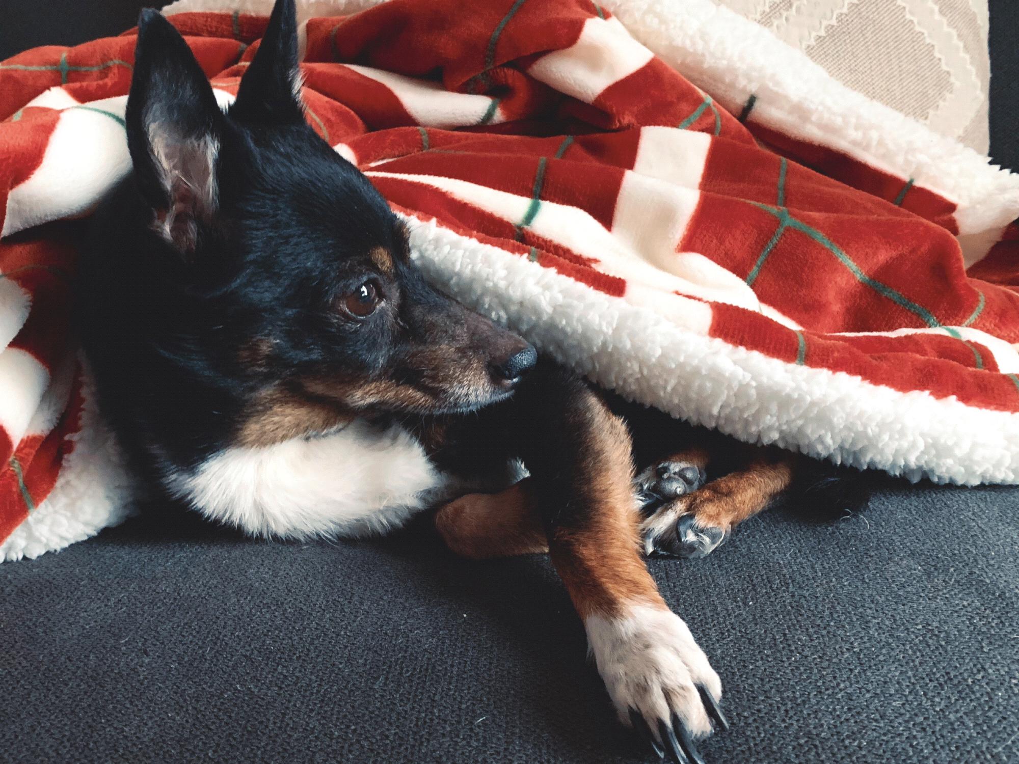 Bean’s 2018 Christmas Card