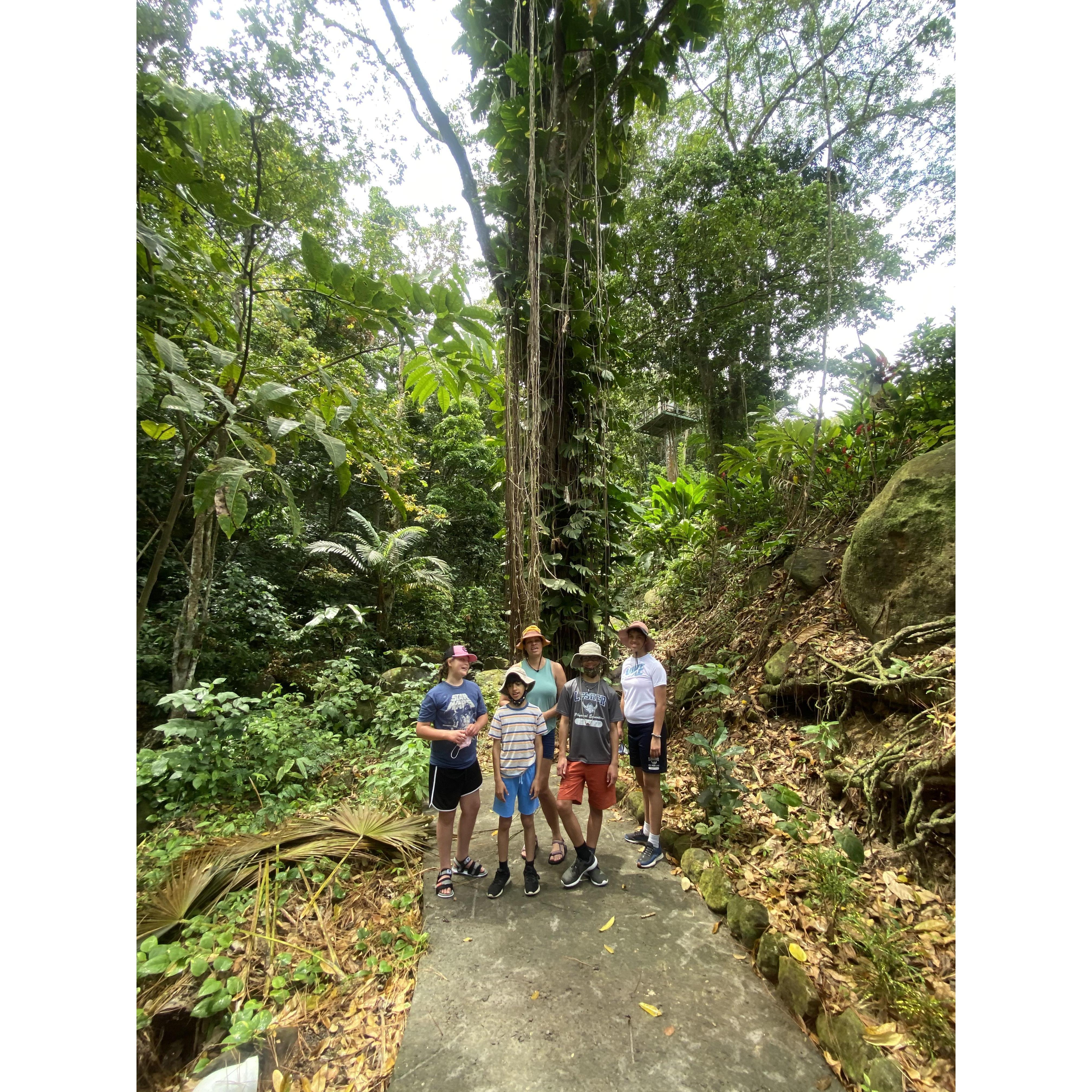 Rainforest adventure