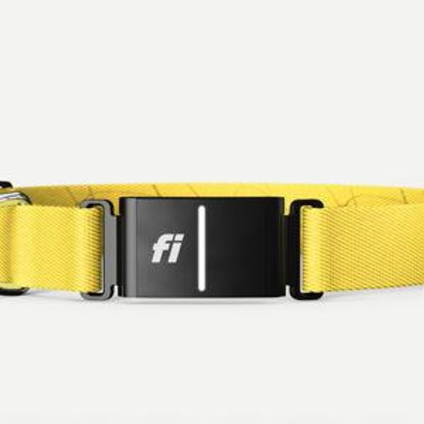 Dog GPS Collar