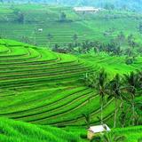 Jatiluwih Rice Terraces