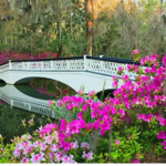 Magnolia Plantation and Gardens