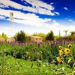 Schnepf Farms