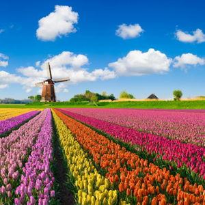 Tulip Field Experience in Amsterdam