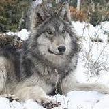 Colorado Wolf and Wildlife Center