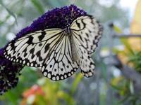 Mackinac Island Butterfly House