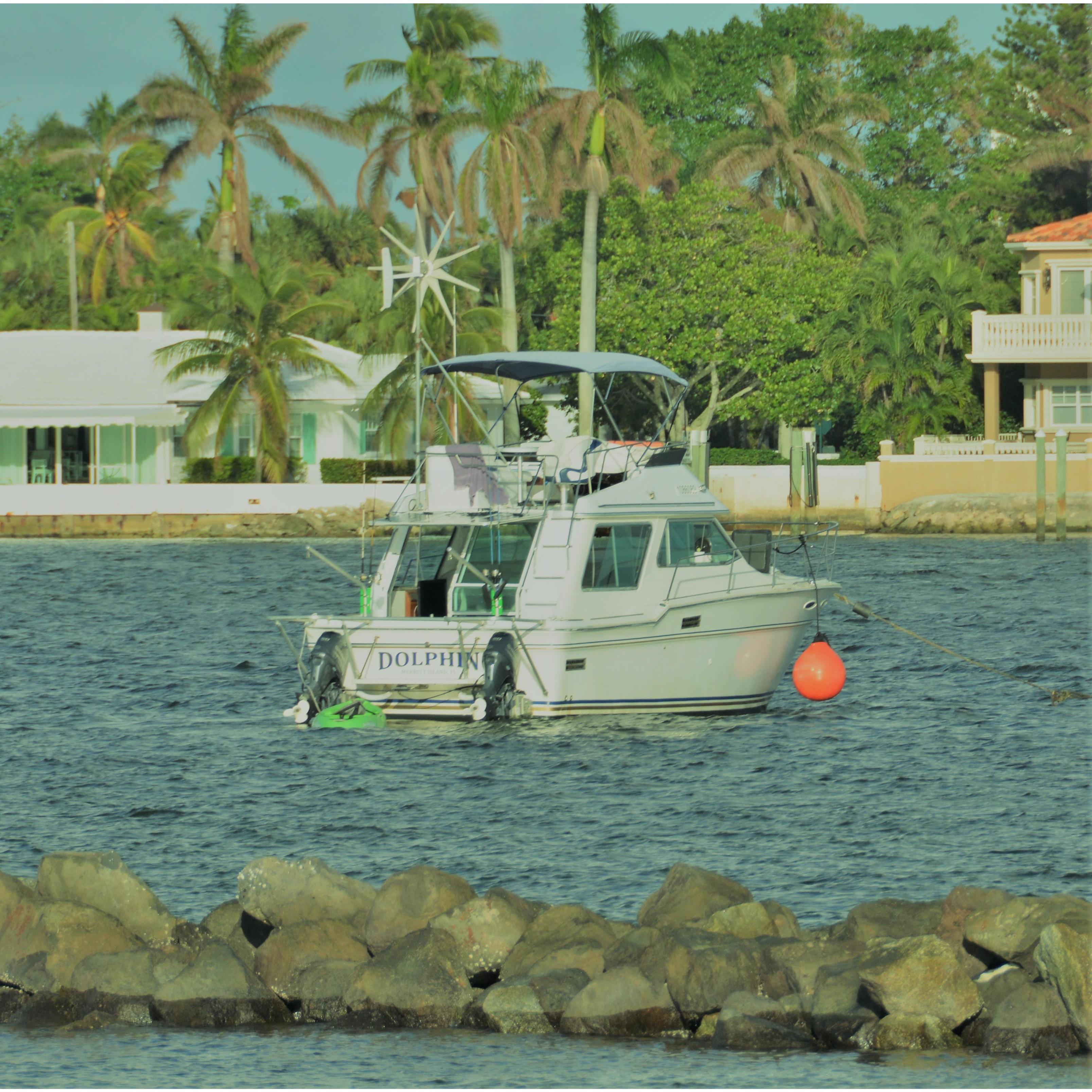 Dolphin at anchor Lake Worth