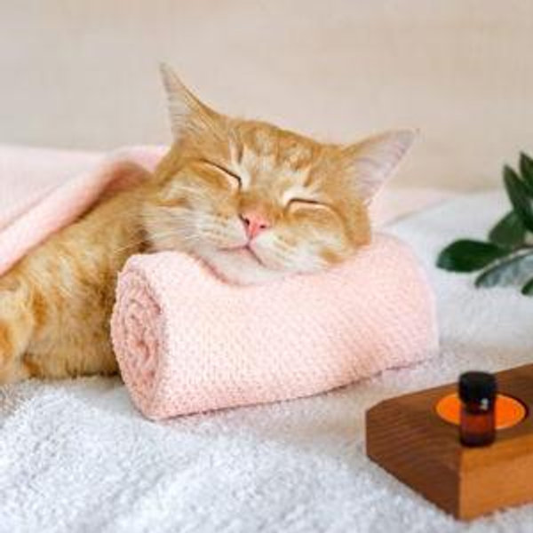 60-Min Couples Massages