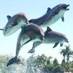 Dolphin Experience