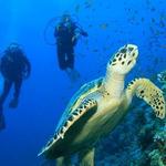 Scuba San Andres